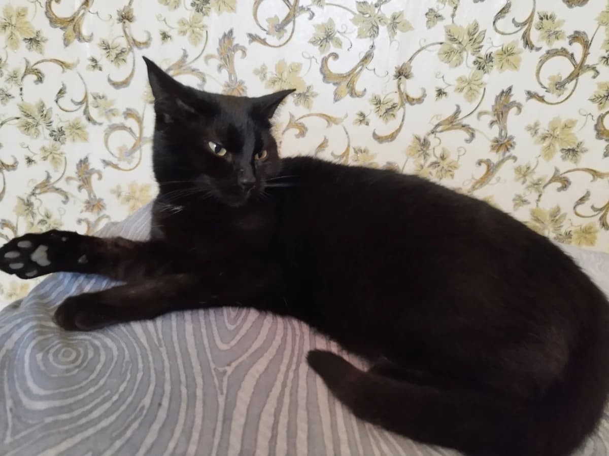 Cat, female Mixed Breed for adoption at ZooShans, Minsk