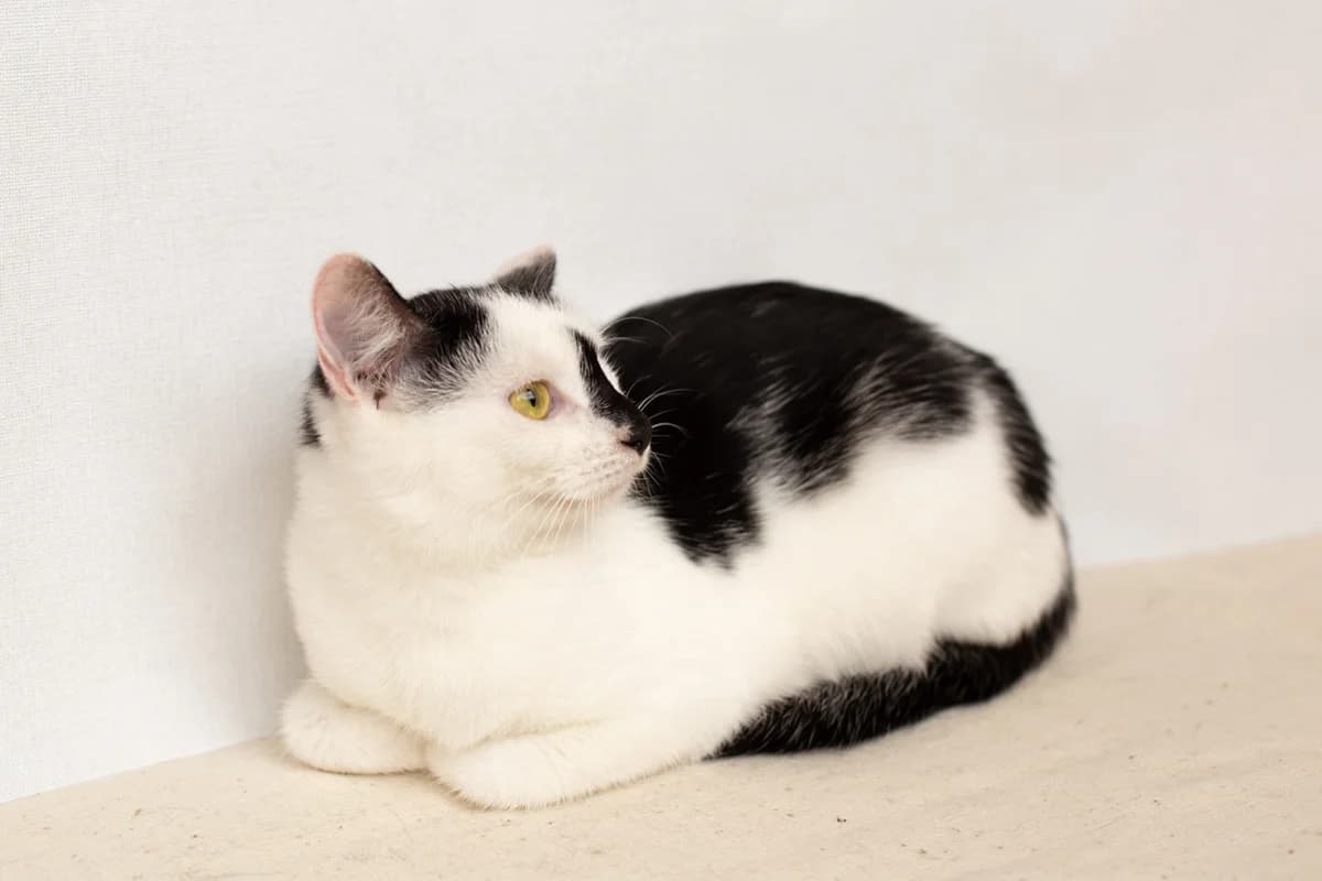 Cat, female Mixed Breed for adoption at ZooShans, Minsk