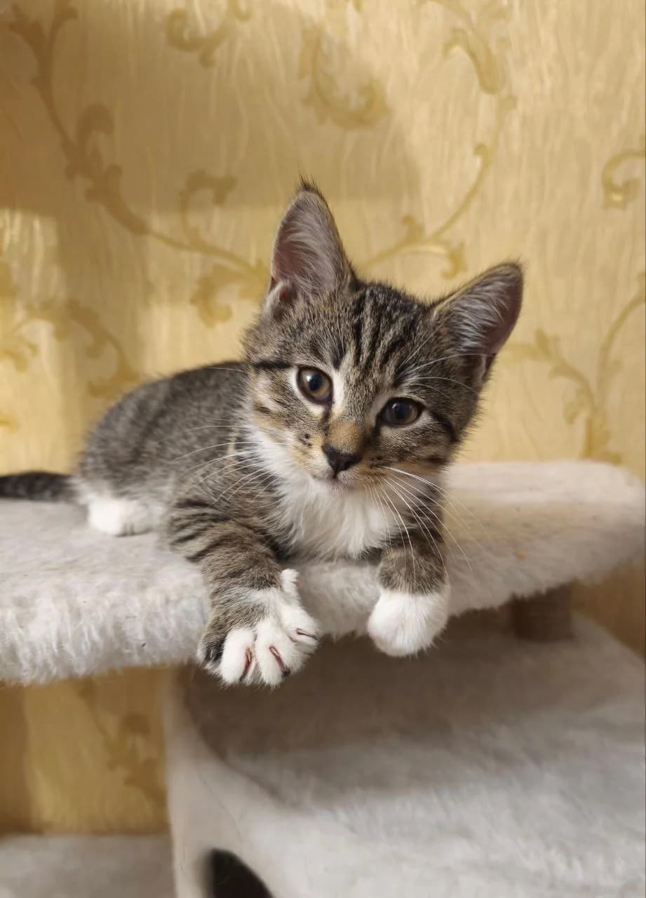 Cat, male Mixed Breed for adoption at ZooShans, Minsk