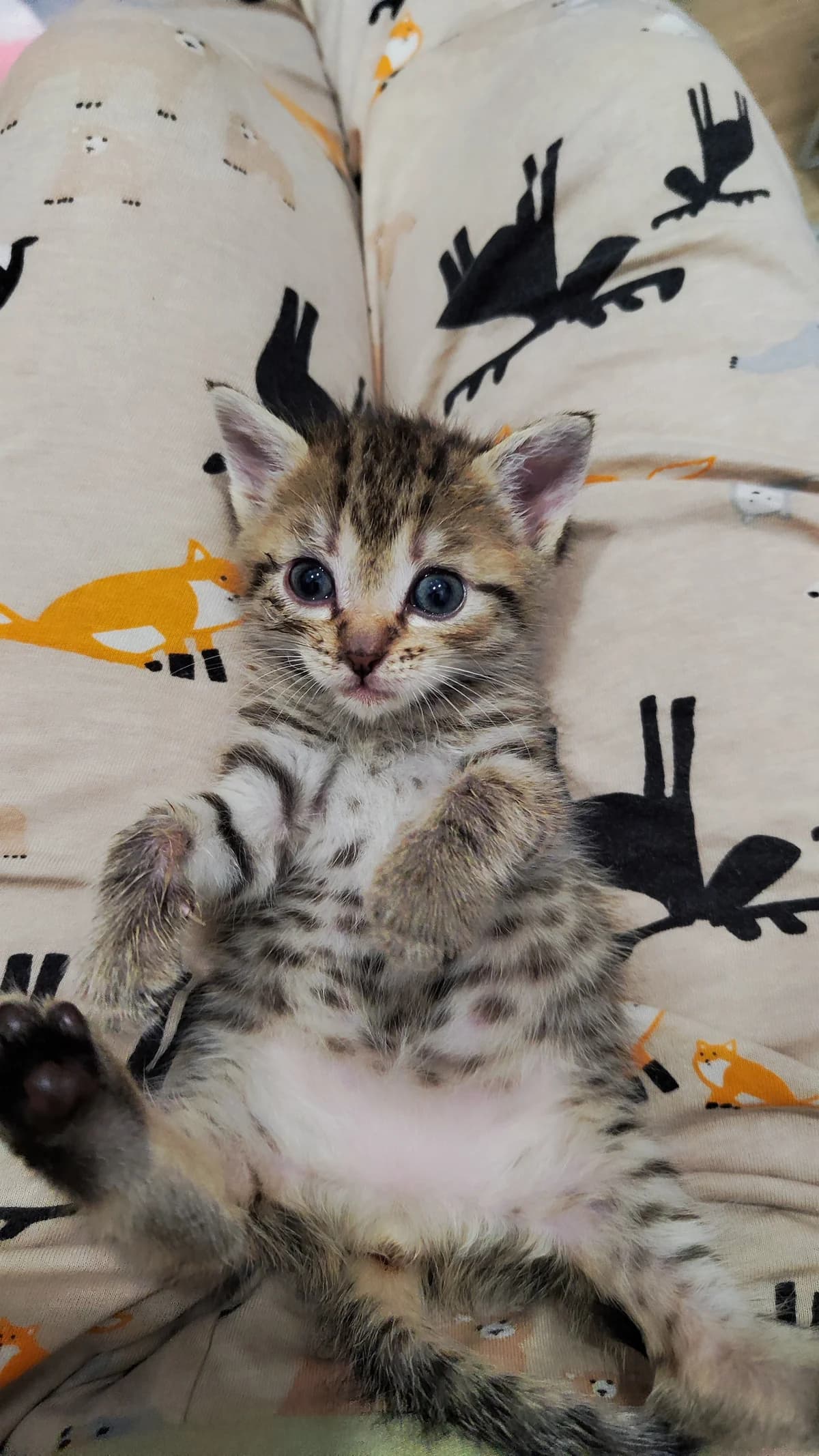 ZOOshans (ЗООшанс), female Mixed Breed for adoption at ZooShans, Minsk