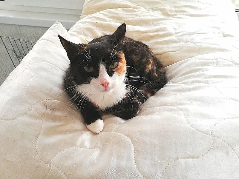 Cat, female Mixed Breed for adoption at ZooShans, Minsk