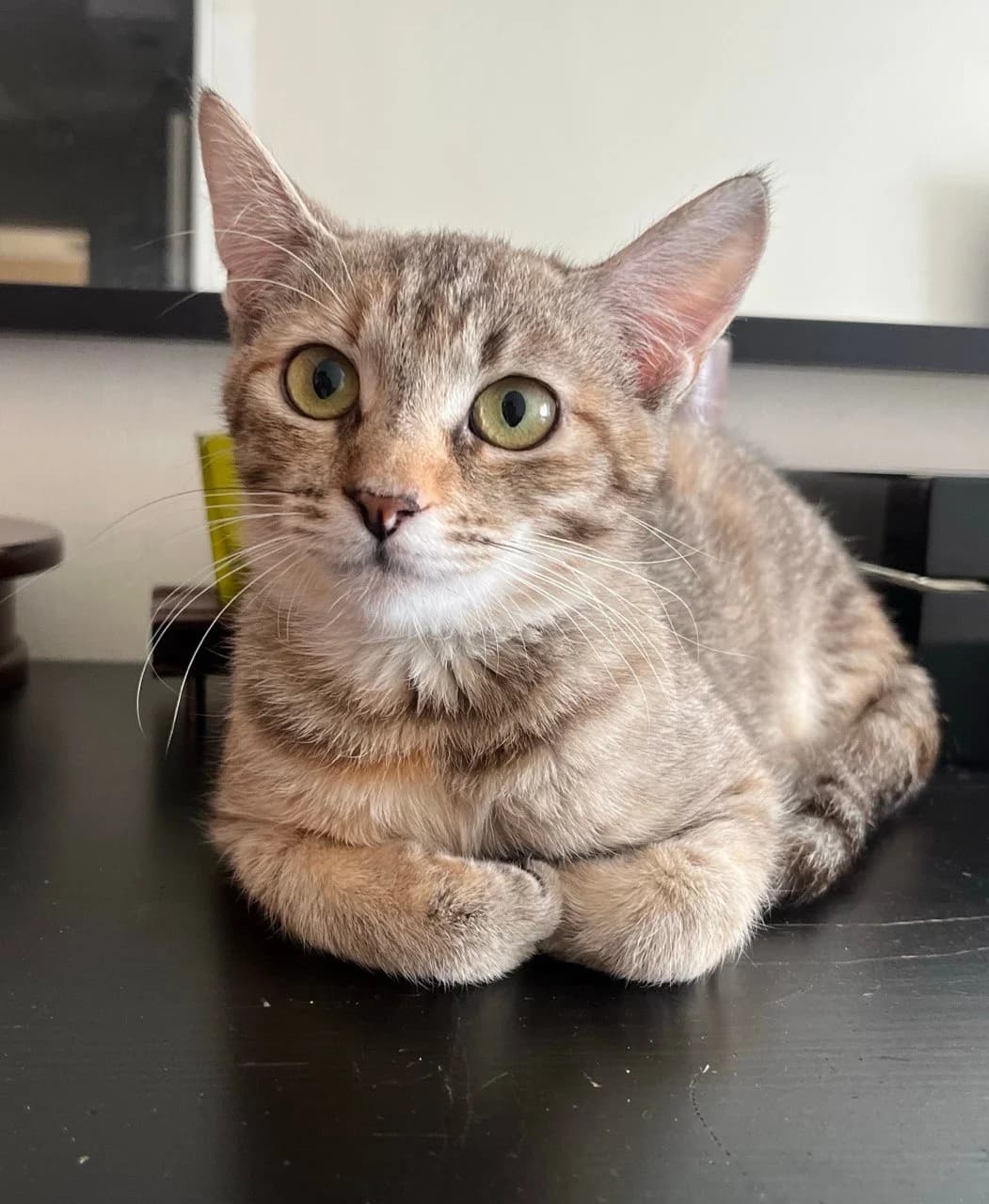 Cat, female Mixed Breed for adoption at ZooShans, Minsk