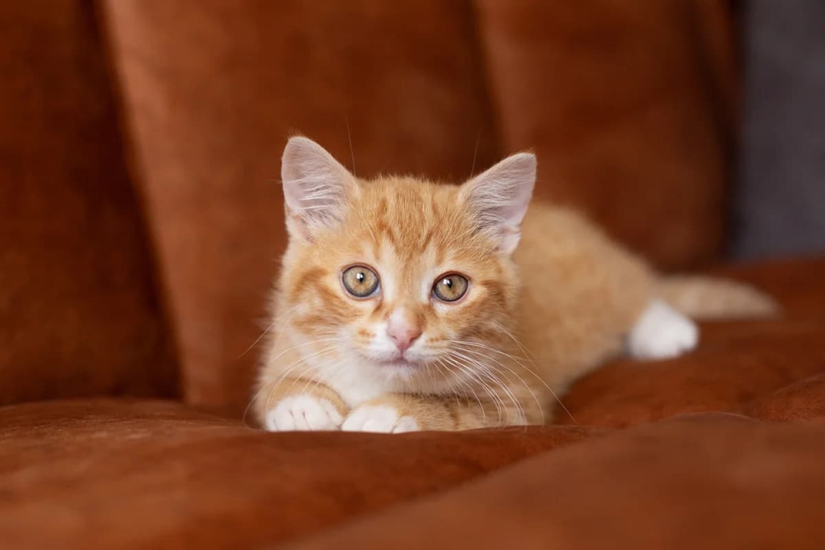 ZOOshans (ЗООшанс), male Mixed Breed for adoption at ZooShans, Minsk