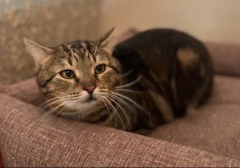 Cat, male Mixed Breed for adoption at ZooShans, Minsk