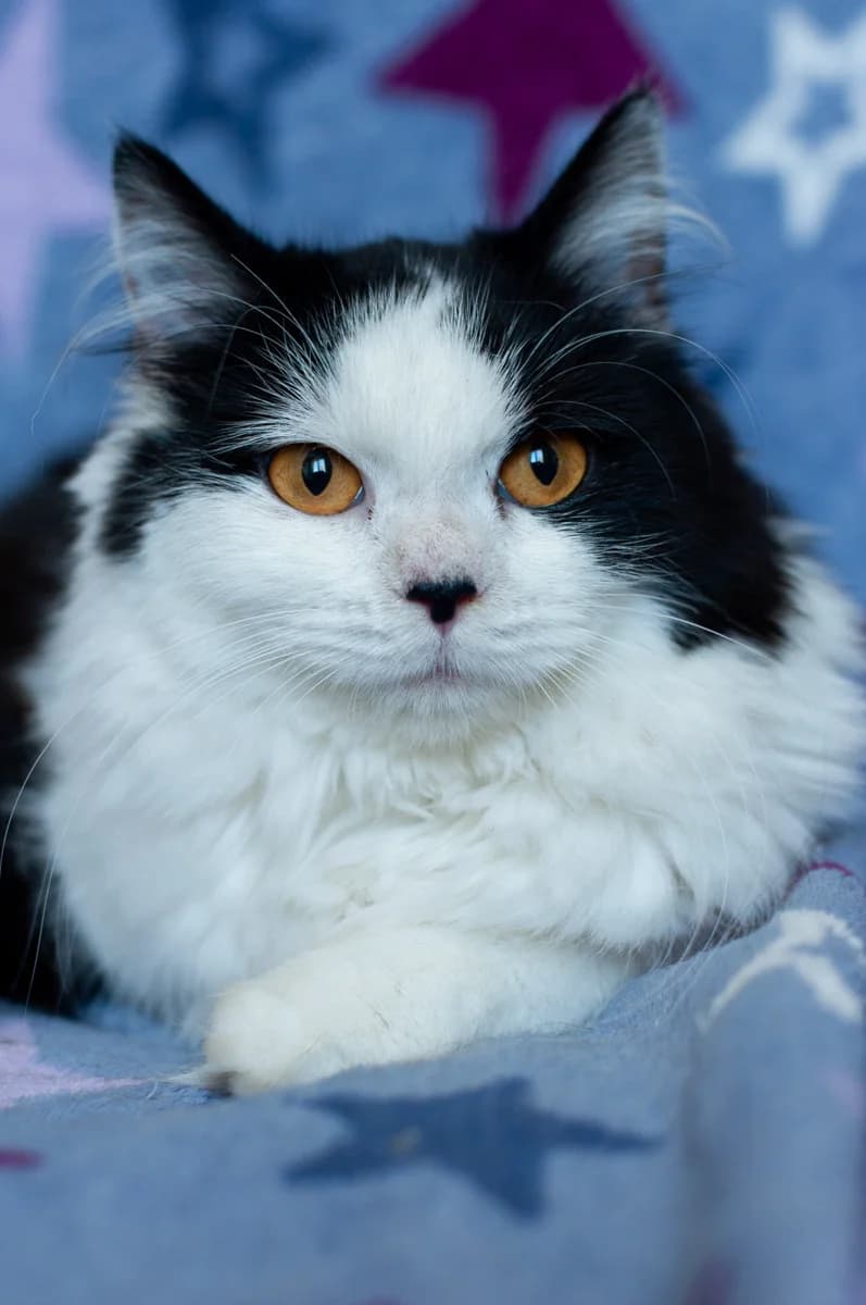 ZOOshans (ЗООшанс), female Mixed Breed for adoption at ZooShans, Minsk