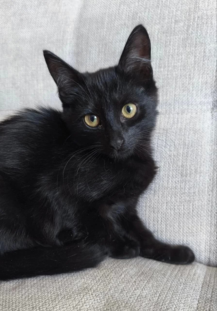 ZOOshans (ЗООшанс), male Mixed Breed for adoption at ZooShans, Minsk