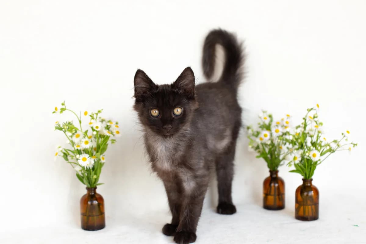 ZOOshans (ЗООшанс), male Mixed Breed for adoption at ZooShans, Minsk
