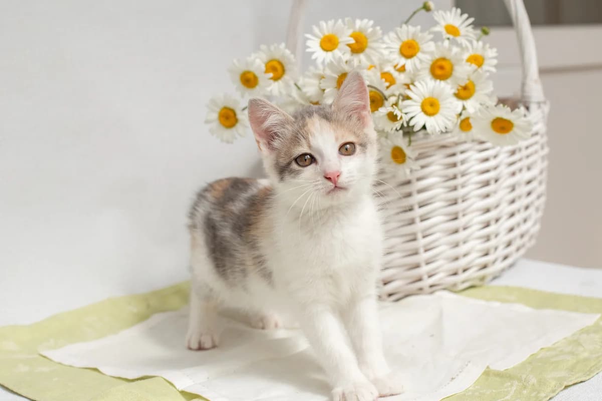 ZOOshans (ЗООшанс), female Mixed Breed for adoption at ZooShans, Minsk
