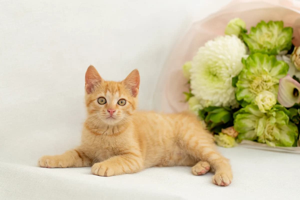 ZOOshans (ЗООшанс), male Mixed Breed for adoption at ZooShans, Minsk