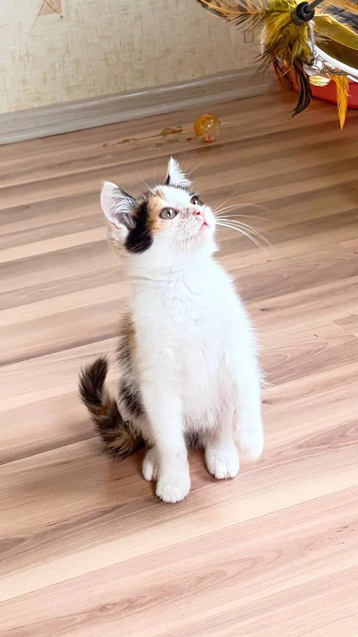 Cat, female Mixed Breed for adoption at ZooShans, Minsk