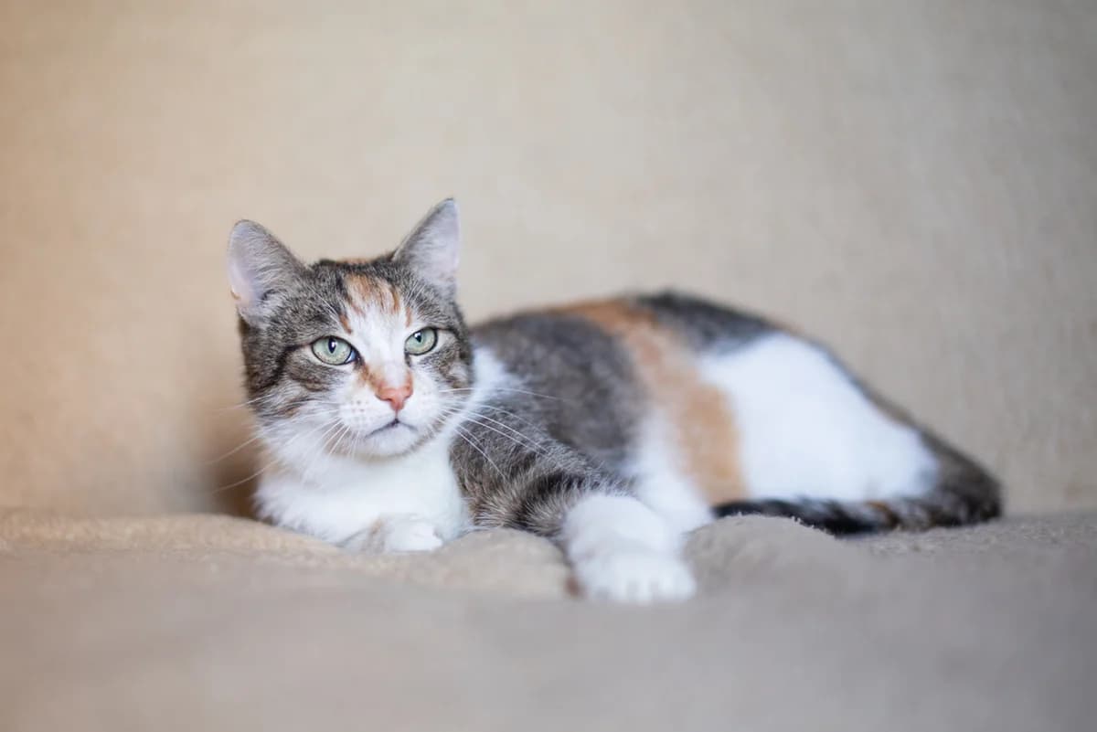 Cat, female Mixed Breed for adoption at ZooShans, Minsk