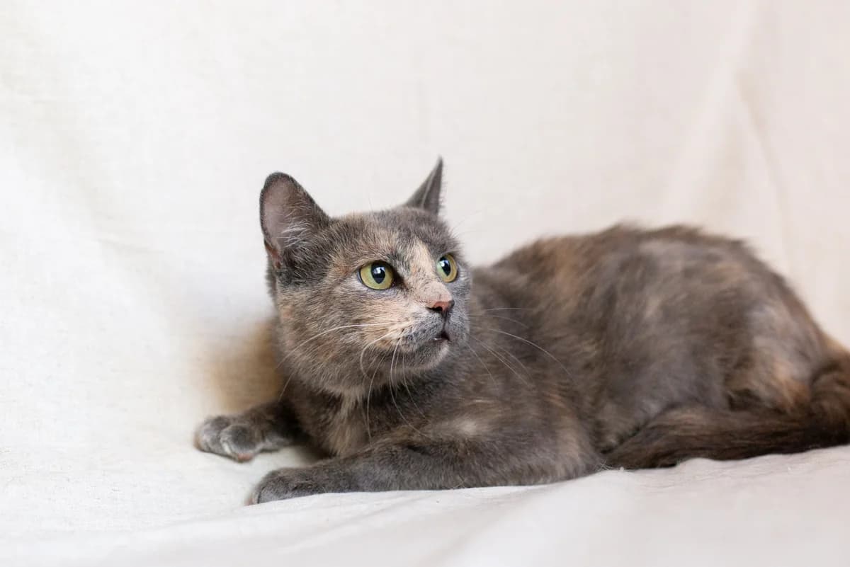 ZOOshans (ЗООшанс), female Mixed Breed for adoption at ZooShans, Minsk