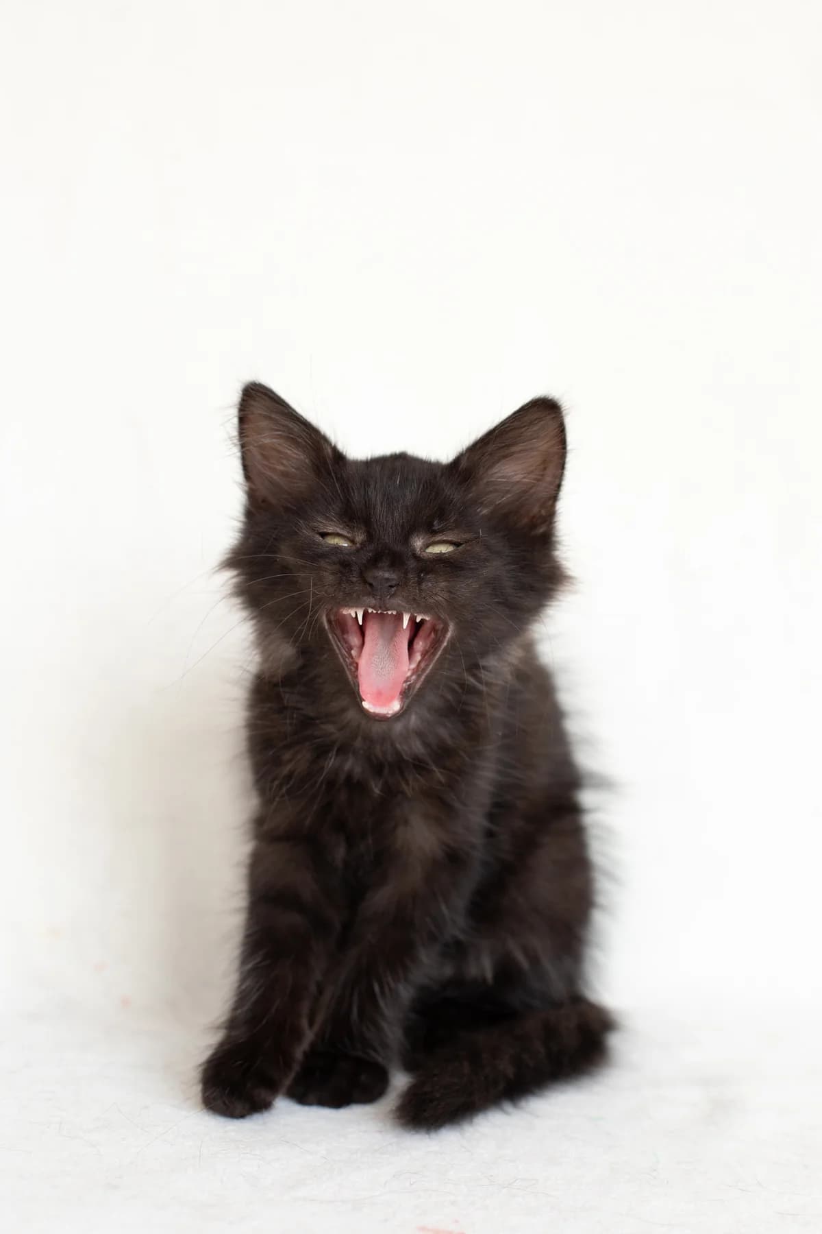 ZOOshans (ЗООшанс), male Mixed Breed for adoption at ZooShans, Minsk