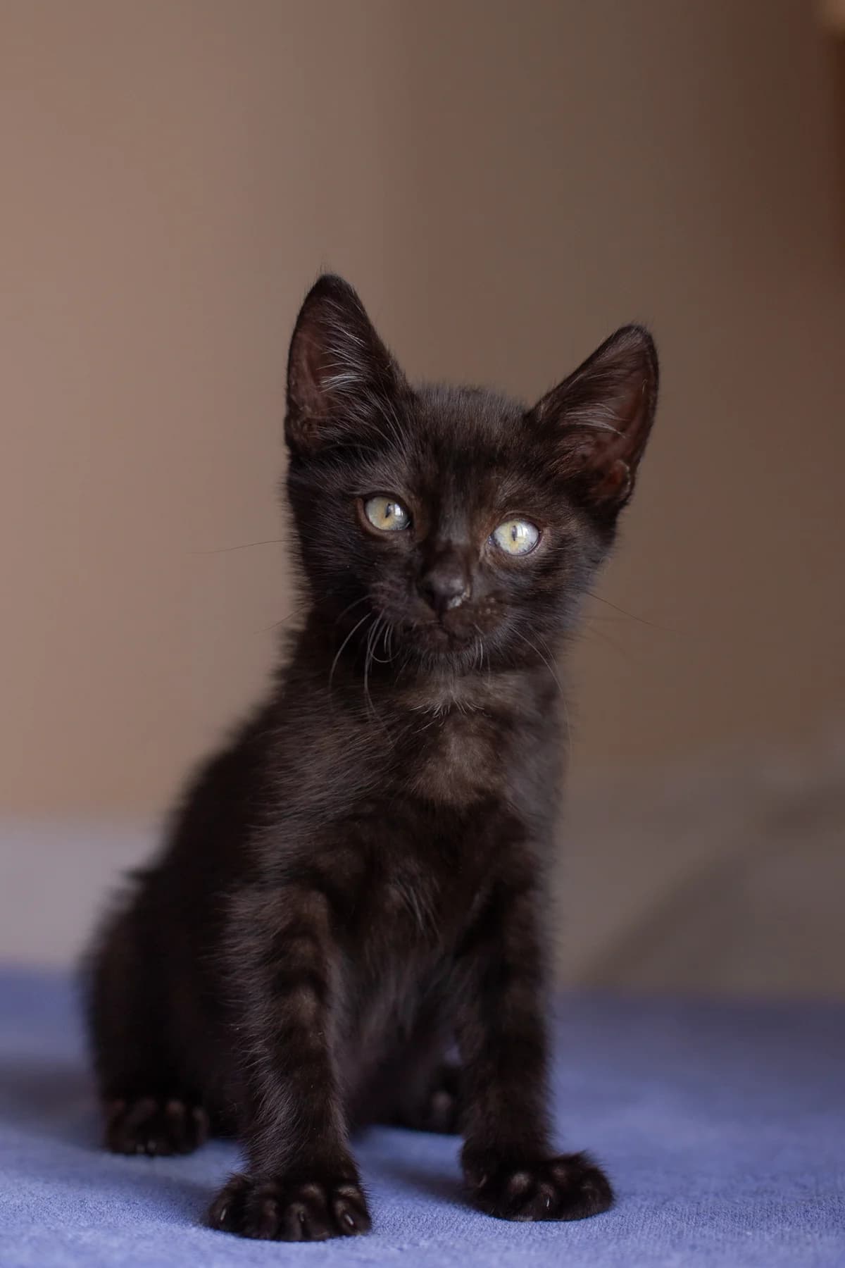 ZOOshans (ЗООшанс), male Mixed Breed for adoption at ZooShans, Minsk