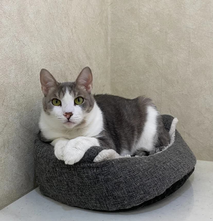 Cat, male Mixed Breed for adoption at ZooShans, Minsk