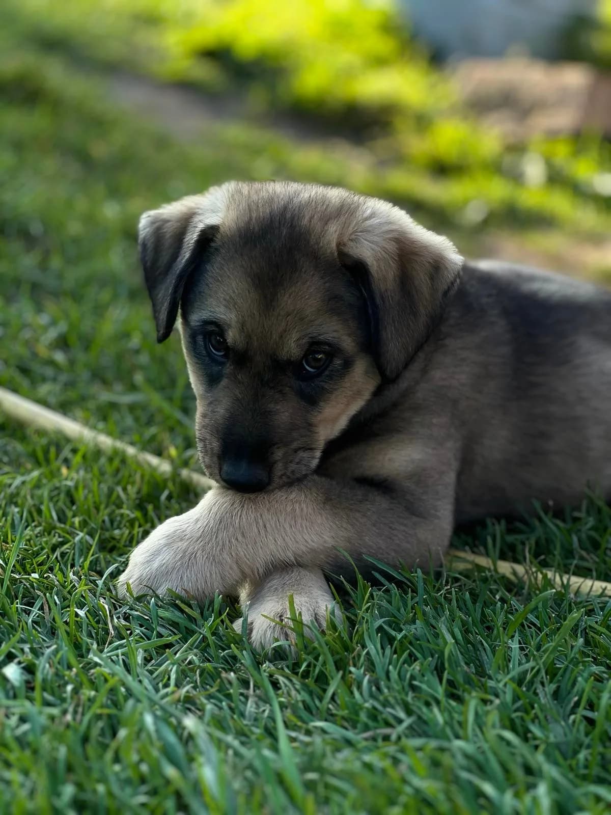 Dog, male Mixed Breed for adoption at ZooShans, Minsk