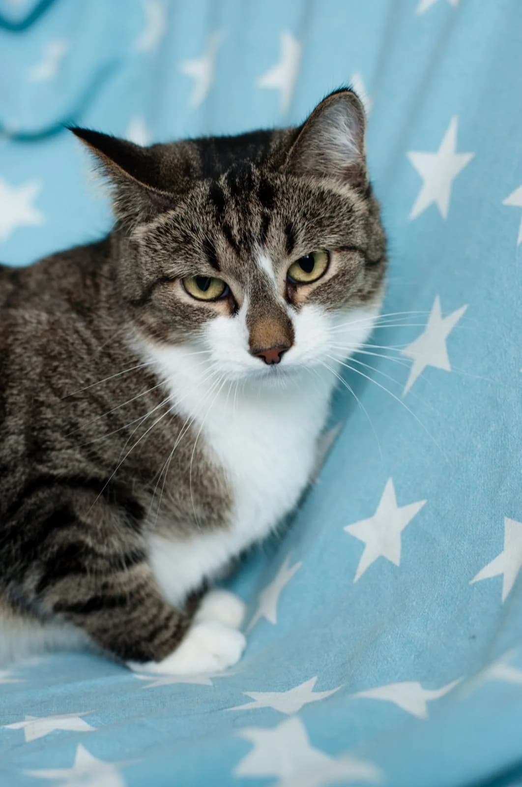 Cat, female Mixed Breed for adoption at ZooShans, Minsk