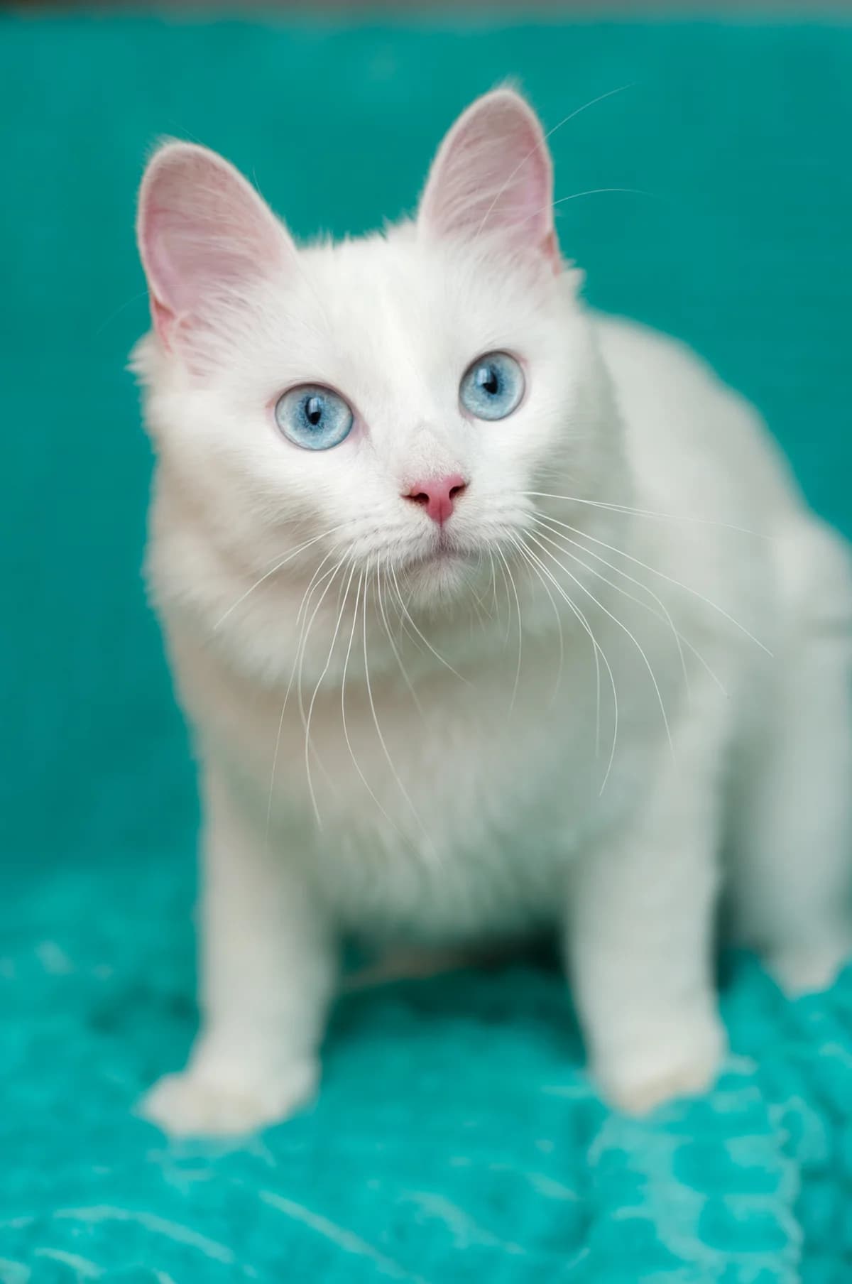 ZOOshans (ЗООшанс), female Mixed Breed for adoption at ZooShans, Minsk