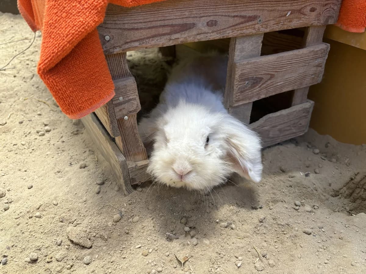 Chickpea, female young mixed breed for adoption at Zürcher Tierschutz, Zürich