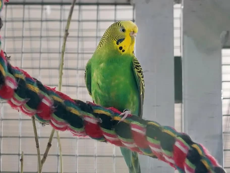 Elea, female mixed breed for adoption at Tierheim beider Basel, Basel