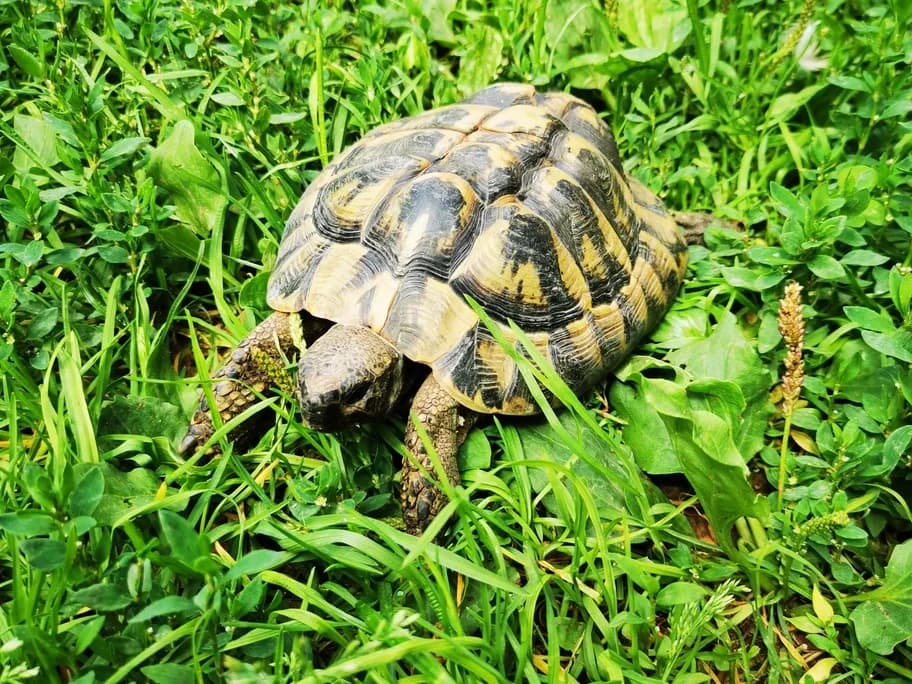 Lazarus, male mixed breed for adoption at Tierheim beider Basel, Basel