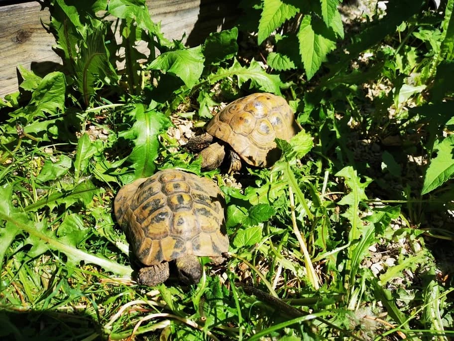 Krusty (rechts) - hat zurzeit Interessenten, male senior mixed breed for adoption at Tierheim beider Basel, Basel