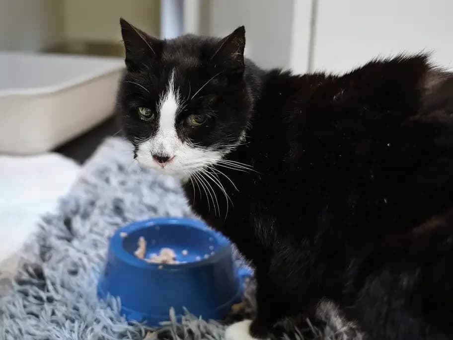 Tobi, male senior Domestic Shorthair for adoption at Tierheim beider Basel, Basel