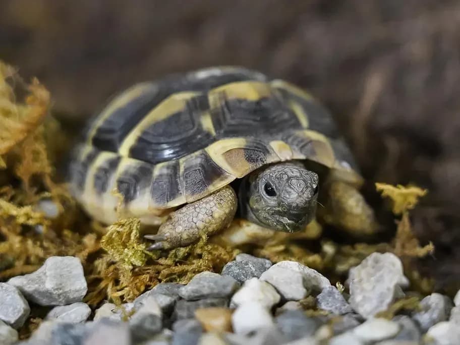 Haribo, yellow mixed breed for adoption at Tierheim beider Basel, Basel