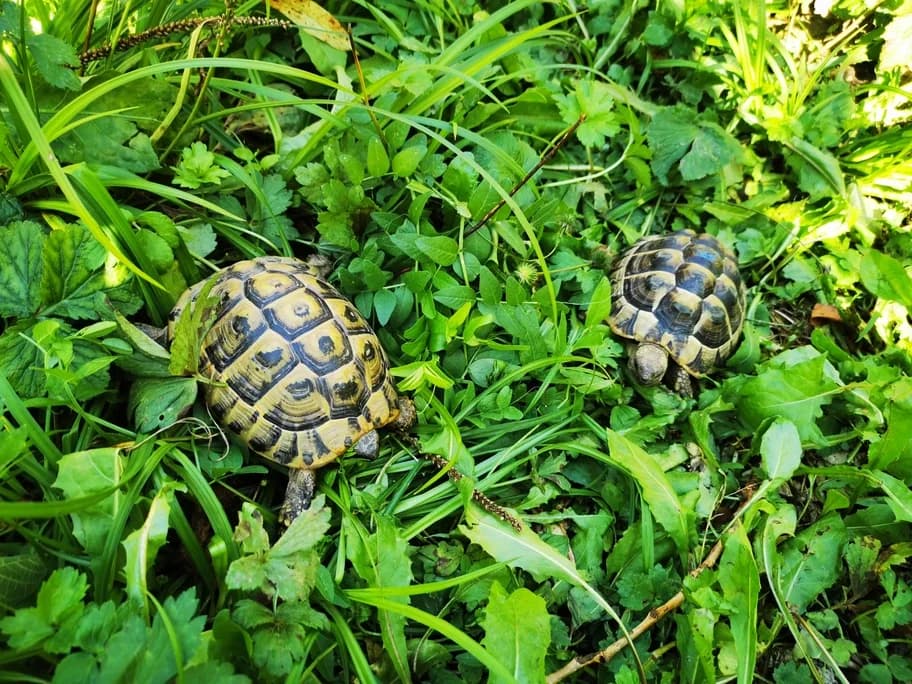 Choupie und Mulan, tan mixed breed for adoption at Tierheim beider Basel, Basel