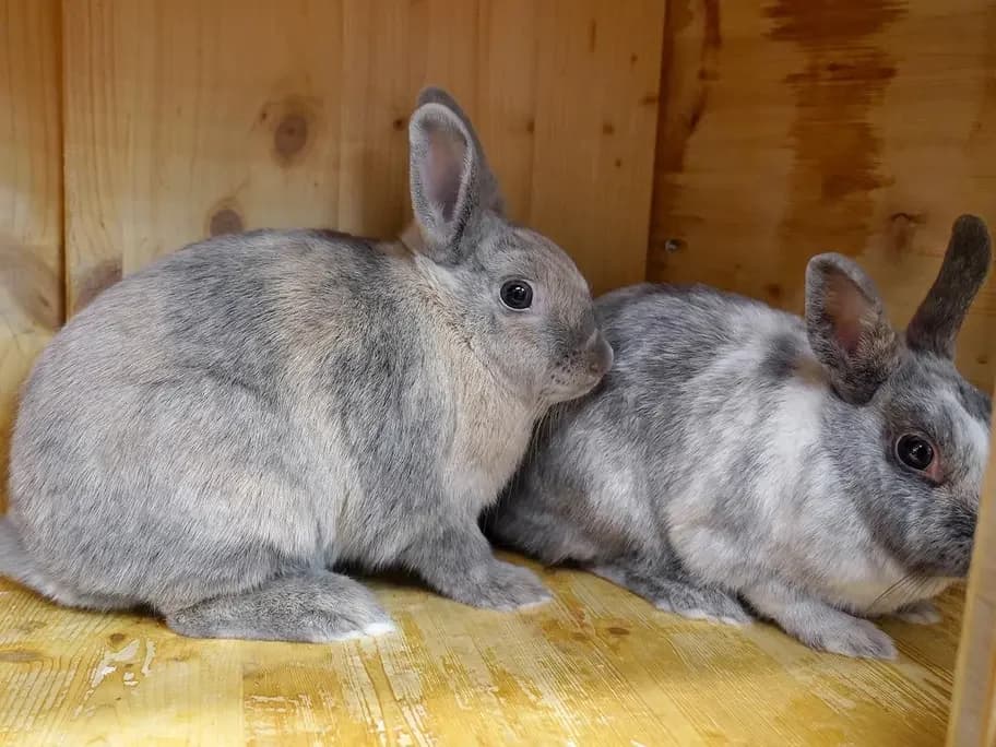 Molly und Dolly, grey mixed breed for adoption at Tierheim beider Basel, Basel