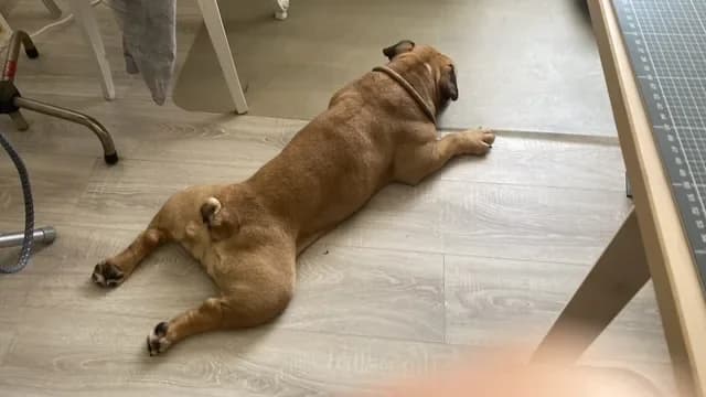 Coco, female 6yo English Bulldog for adoption at A3-Tierferienplatz