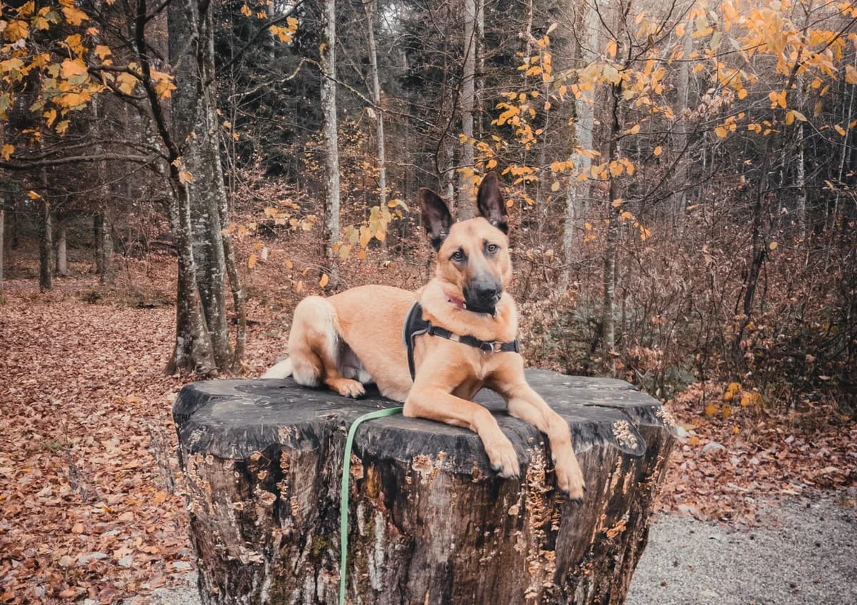 Filou, male 7yo Belgian Malinois for adoption at A3-Tierferienplatz