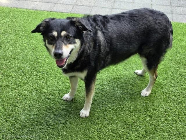 Lulu, female Mixed Breed for adoption at A3-Tierferienplatz