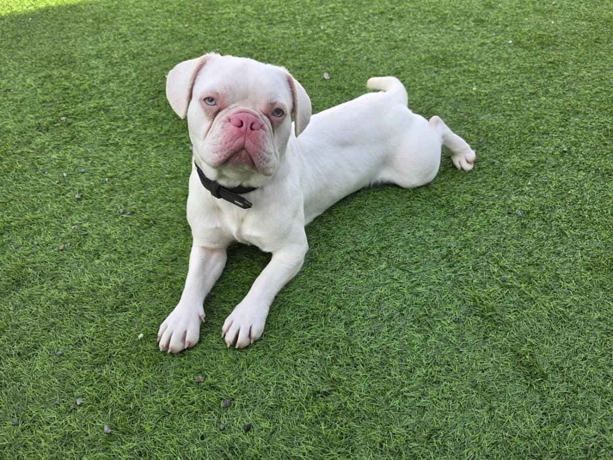 Morpheus, male French Bulldog for adoption at A3-Tierferienplatz