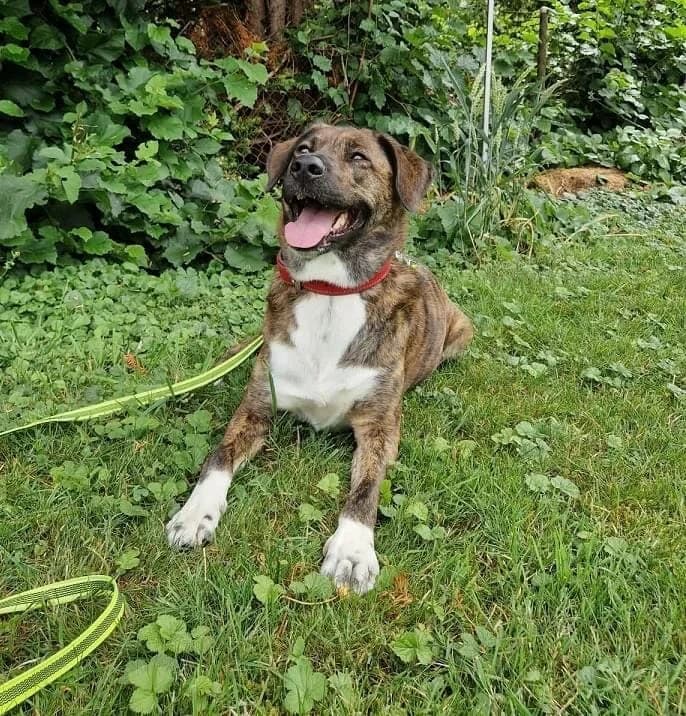 Timba, female senior Mixed Breed for adoption at A3-Tierferienplatz