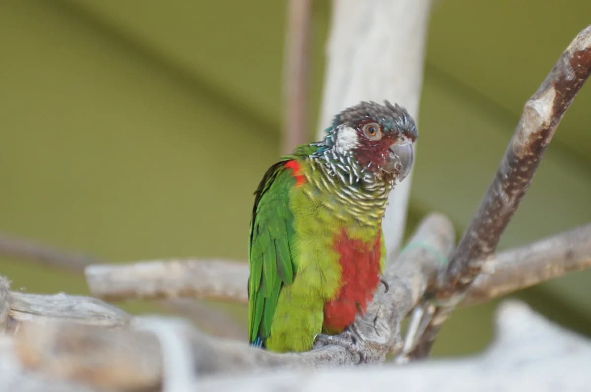 Hene, male mixed breed for adoption at Tierheim Aarebrüggli, Grenchen