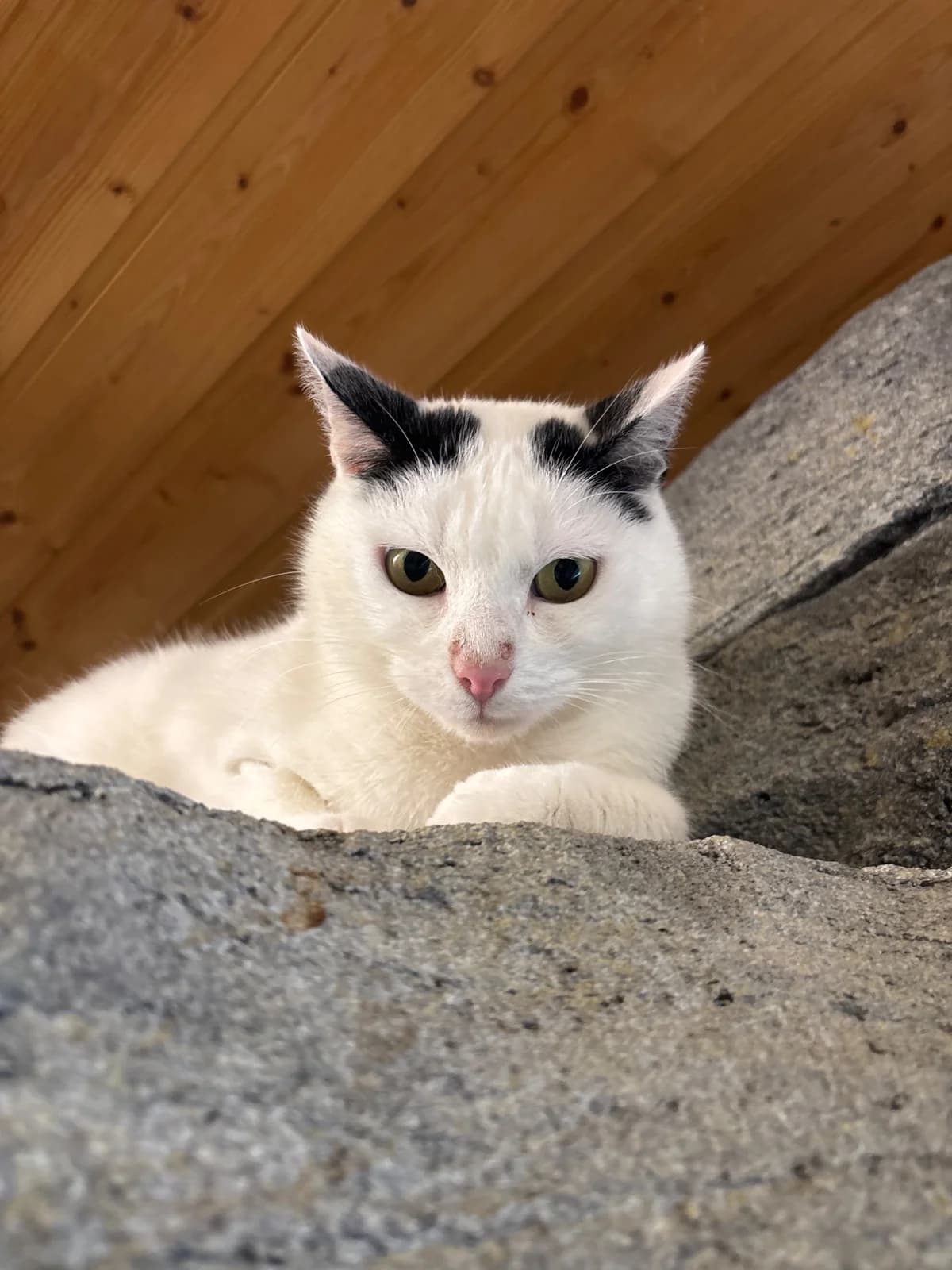 Salt, male 7yo mixed breed for adoption at Tierheim Aarebrüggli, Grenchen