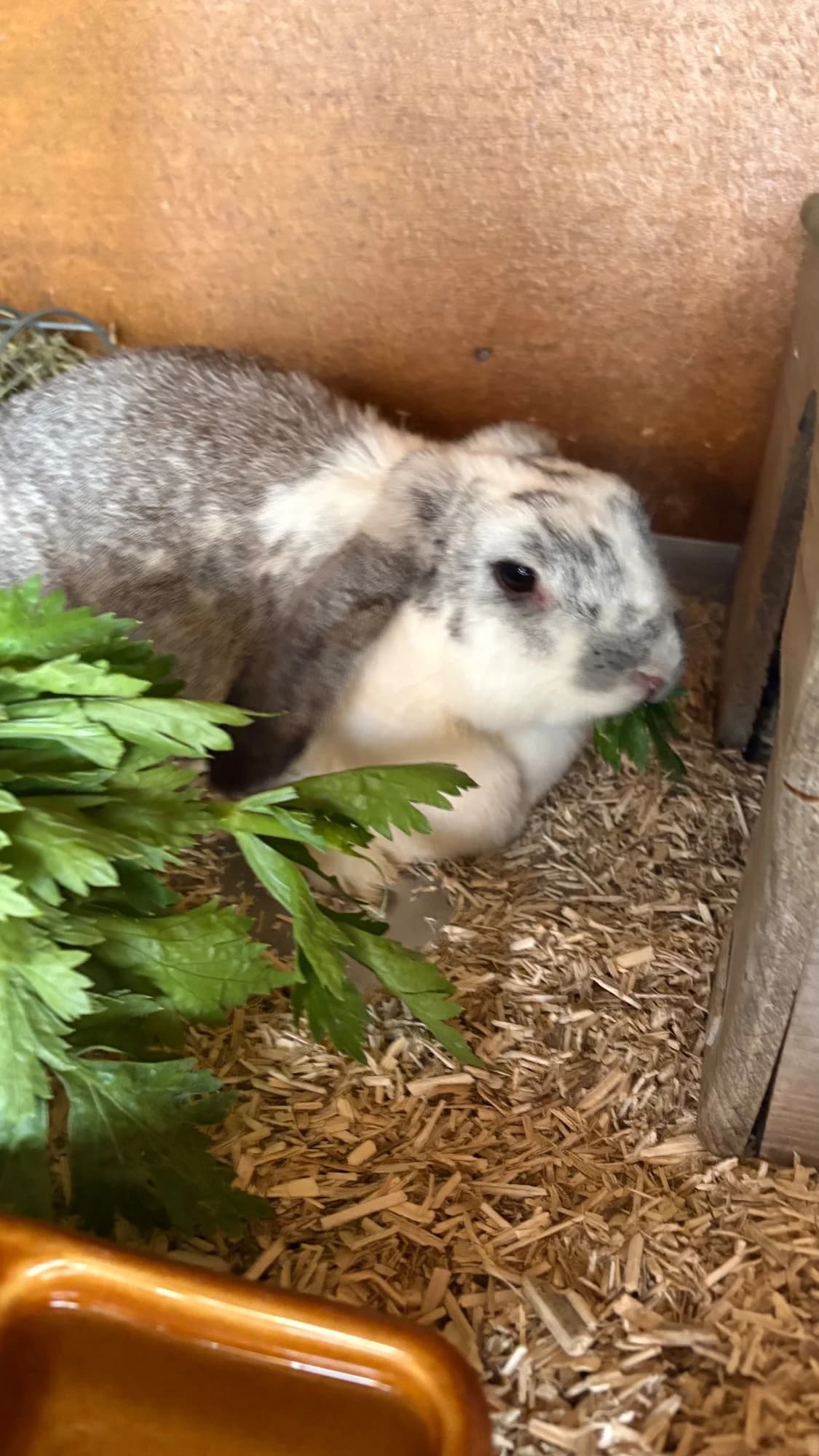 Madame, female 7yo mixed breed for adoption at Tierheim Aarebrüggli, Grenchen