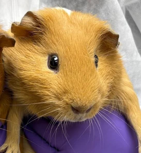 Toni, male puppy mixed breed for adoption at Tierheim Aarebrüggli, Grenchen