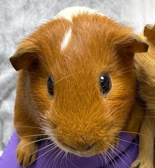 Naschi, male mixed breed for adoption at Tierheim Aarebrüggli, Grenchen