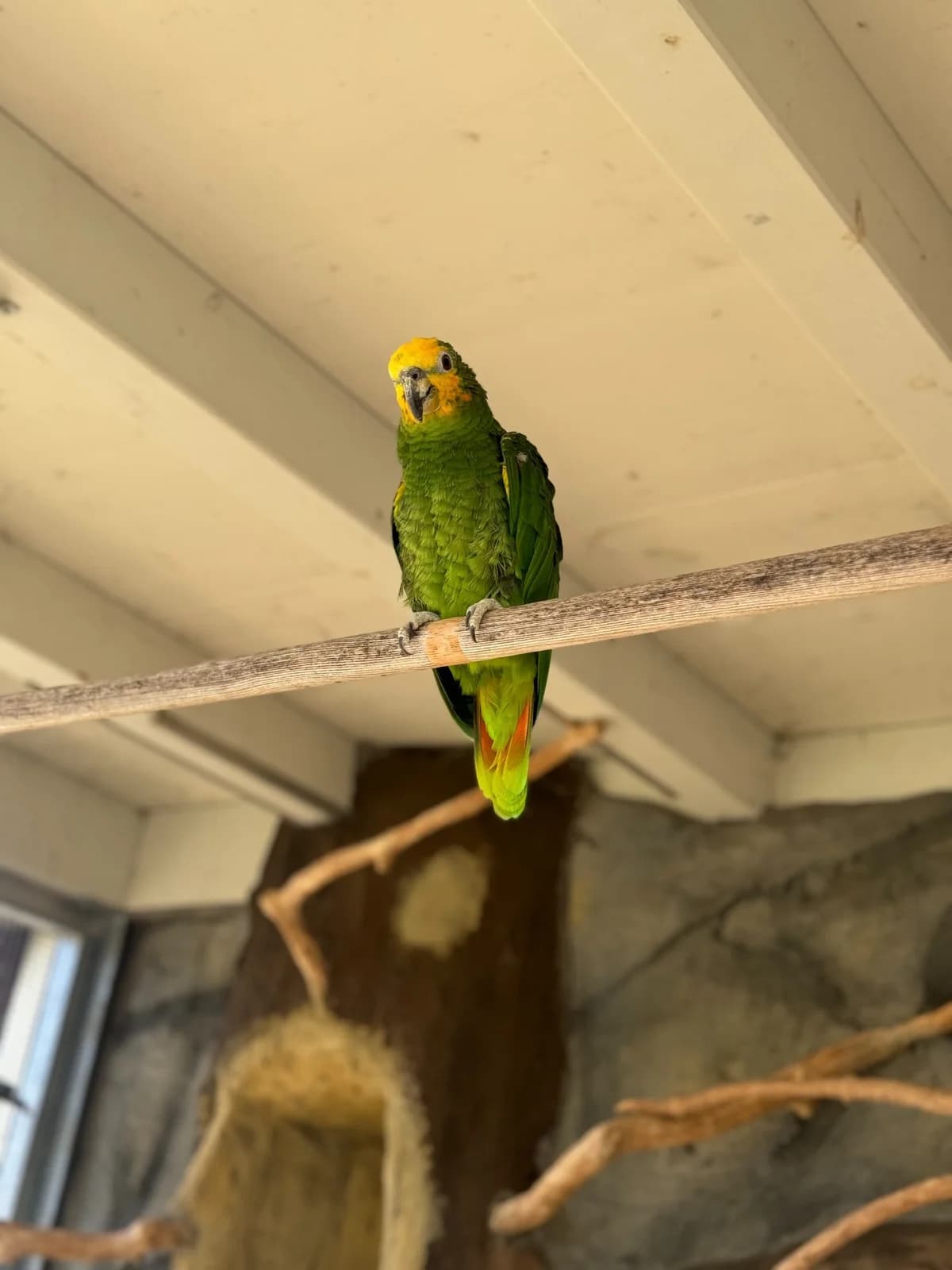 Petra, female senior mixed breed for adoption at Tierheim Aarebrüggli, Grenchen
