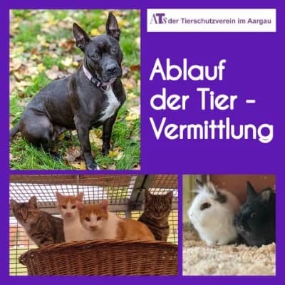 ABLAUF TIERVERMITTLUNG, mixed breed for adoption at Aargauischer Tierschutzverein ATs, Zug (Allenwinden & Neuheim)