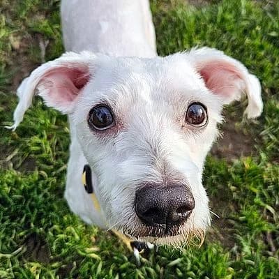 OLI – Patentier, weiss male puppy Maltese for adoption at Aargauischer Tierschutzverein ATs, Zug (Allenwinden & Neuheim)