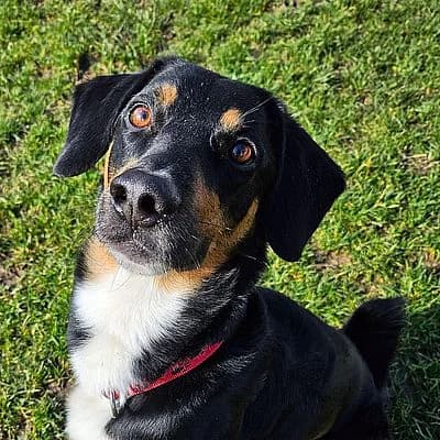 GINO – Patentier – ist reserviert, tricolor male puppy Mixed Breed for adoption at Aargauischer Tierschutzverein ATs, Zug (Allenwinden & Neuheim)