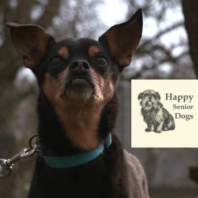 NERO – Happy Senior Dog – Patentier, schwarz male senior Mixed Breed for adoption at Aargauischer Tierschutzverein ATs, Zug (Allenwinden & Neuheim)