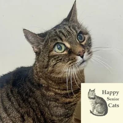 AIKO – Patentier – Freigänger – Happy Senior Cat, getigert male puppy mixed breed for adoption at Aargauischer Tierschutzverein ATs, Zug (Allenwinden & Neuheim)