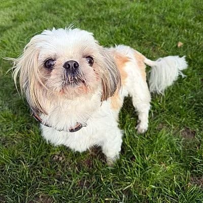 LUIGI – ist im Probewohnen, male Shih Tzu for adoption at Aargauischer Tierschutzverein ATs
