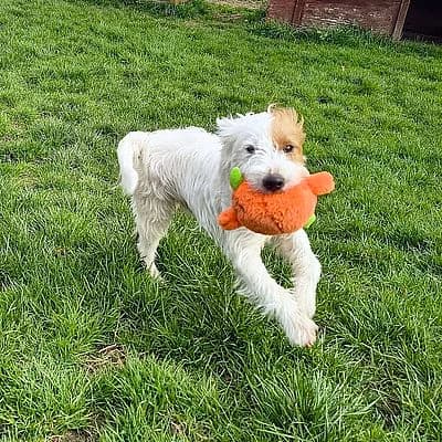 BANDITO, weiss male puppy mixed breed for adoption at Aargauischer Tierschutzverein ATs, Zug (Allenwinden & Neuheim)