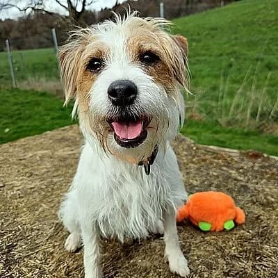 MALOU – ist im Probewohnen, weiss male puppy mixed breed for adoption at Aargauischer Tierschutzverein ATs, Zug (Allenwinden & Neuheim)