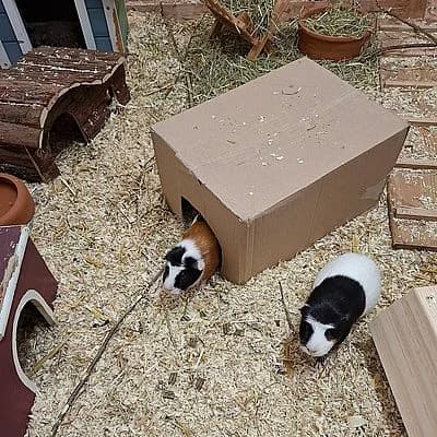 HANNI & NANNI, female mixed breed for adoption at Aargauischer Tierschutzverein ATs